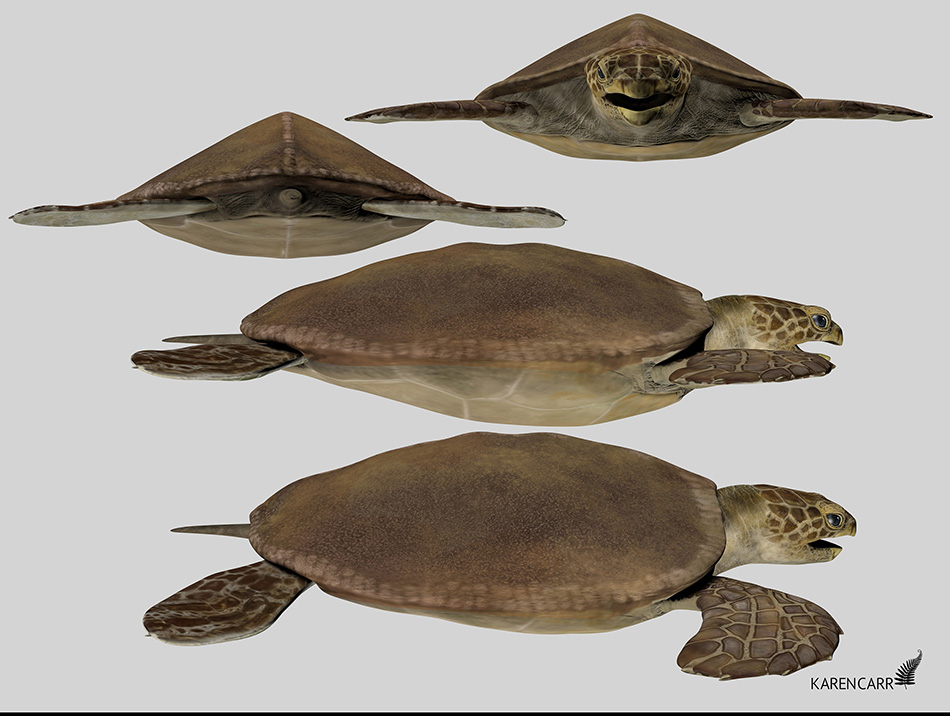 3D Anatomy study: Toxochelys by Karen Carr