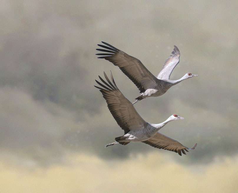 Montana Historical Society Sandhill Cranes by Karen Carr