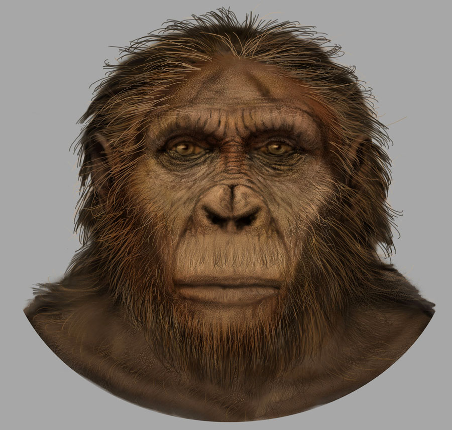 Paranthropus aethiopicus by Karen Carr