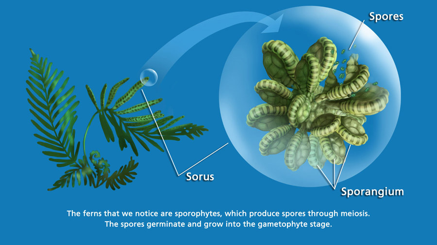 Fern reproductive system by Karen Carr