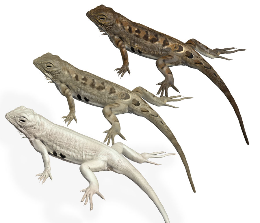 White Sands Earless Lizard, color variations by Karen Carr