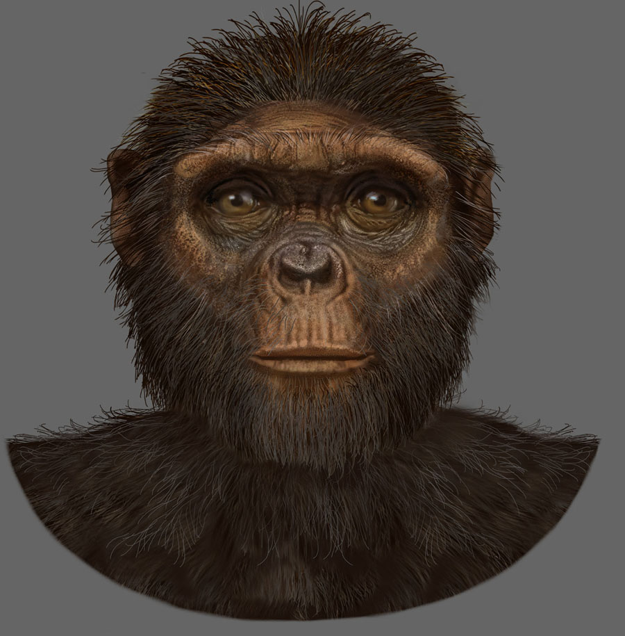 Ardipithecus ramidus by Karen Carr