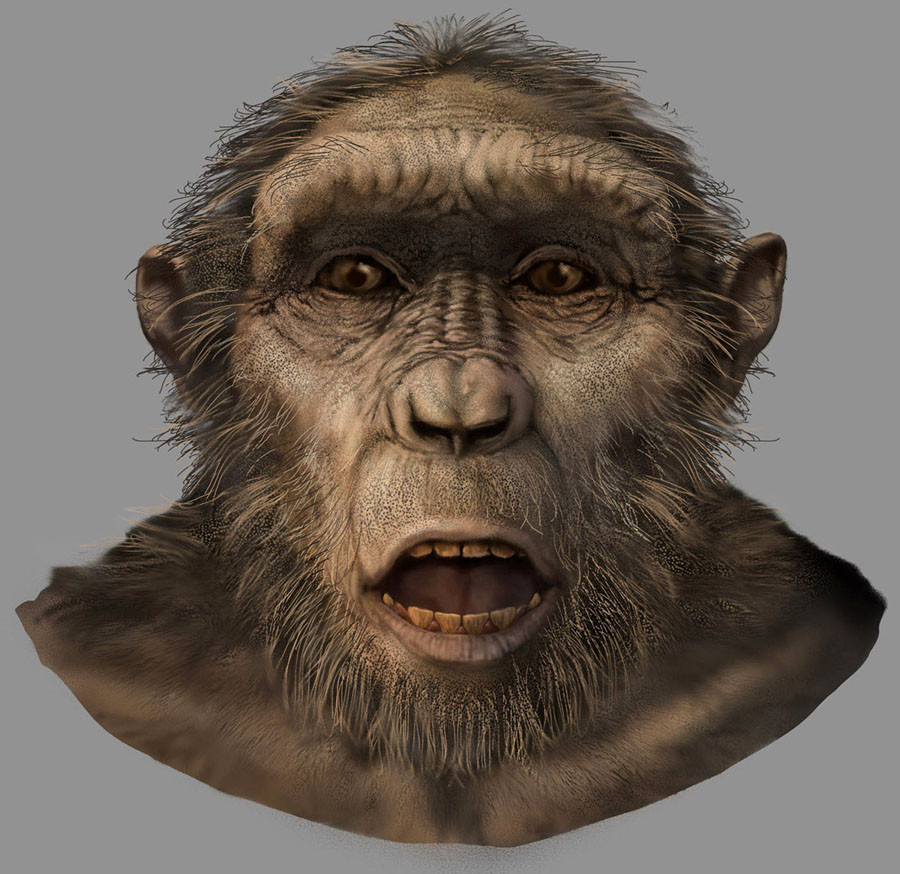 Sahelanthropus tchadensis  male by Karen Carr